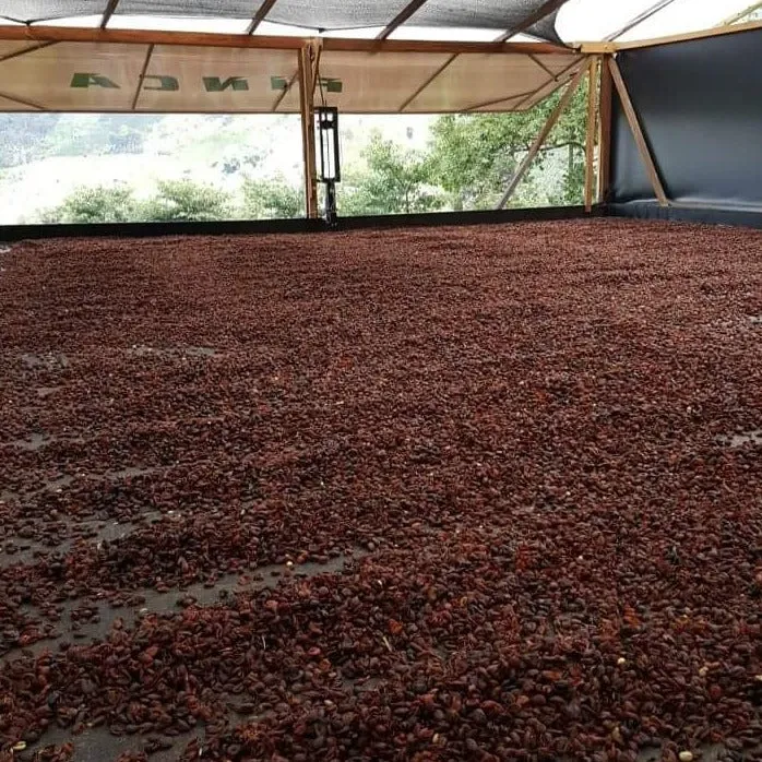 <i>CASCARA</i> - Wilfredo Ule Vargas, Black Cherry - Huila