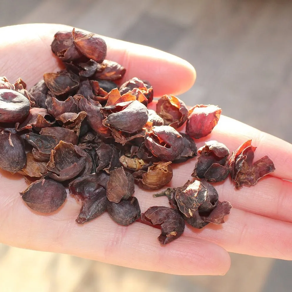 <i>CASCARA</i> - Wilfredo Ule Vargas, Black Cherry - Huila